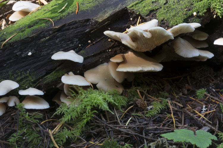 Crepidotus applanatus var applanatus